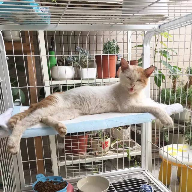 她救下一只得皮肤病脾气巨差的猫咪，花了两个月变身软萌美喵