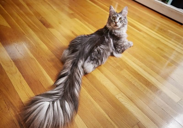 猫和尾巴是两种不同的生物？猫尾长期不动并不正常，小心爱猫瘫痪