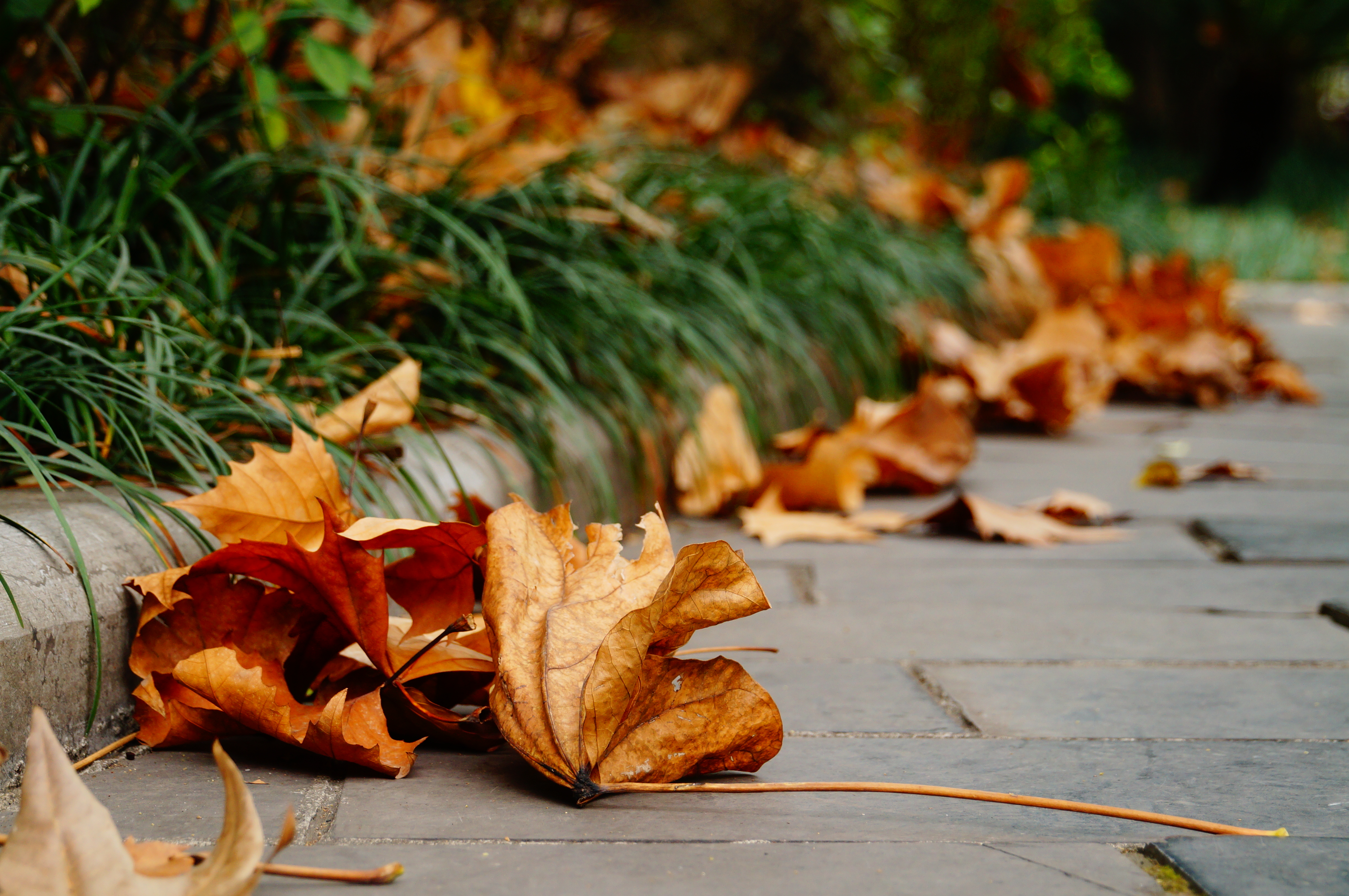 柳州的柳侯公园景色,柳州的秋天美景