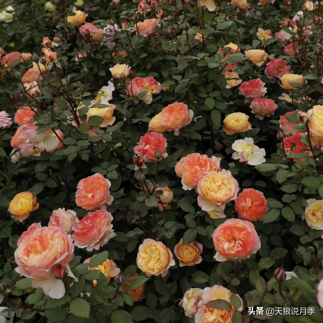 不容易，天狼自育终于打折了！空蒙只要50不到！