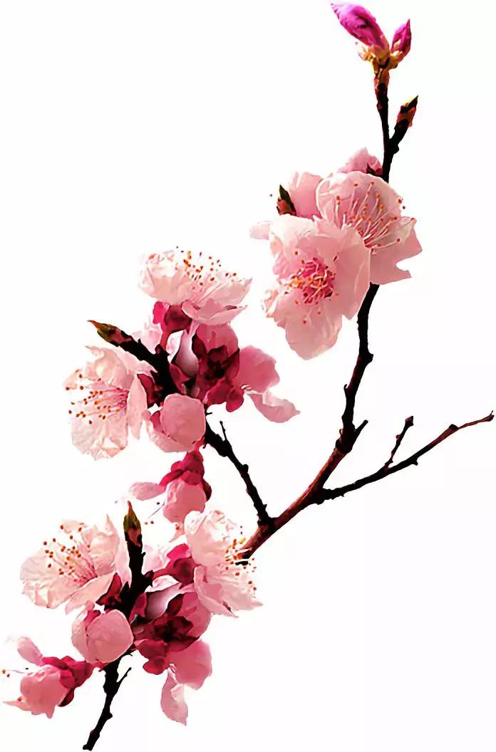 真正的中国十大名花,中国十大名花超漂亮