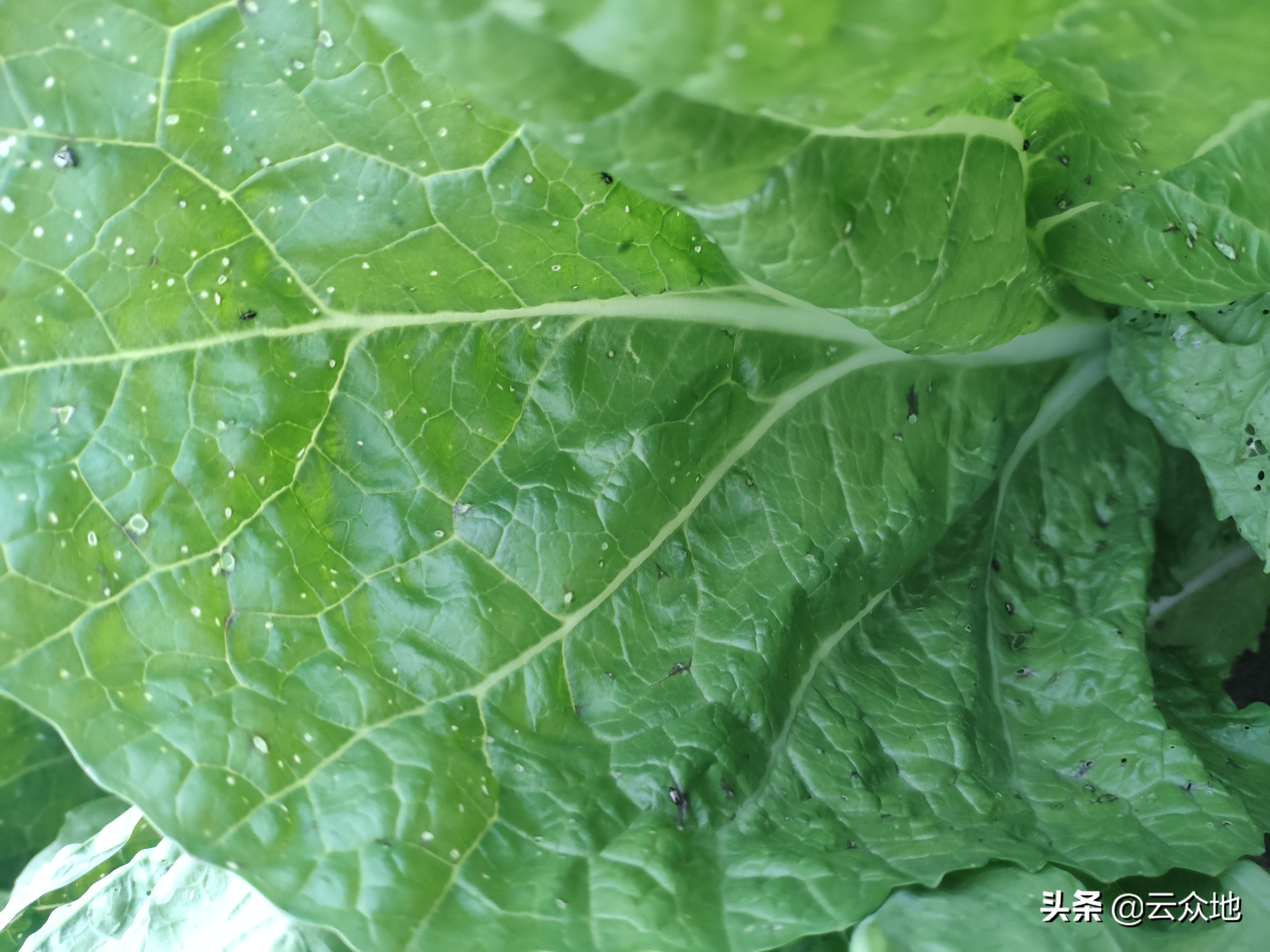 芥菜根腐病如何预防,芥菜虫怎么治疗最好