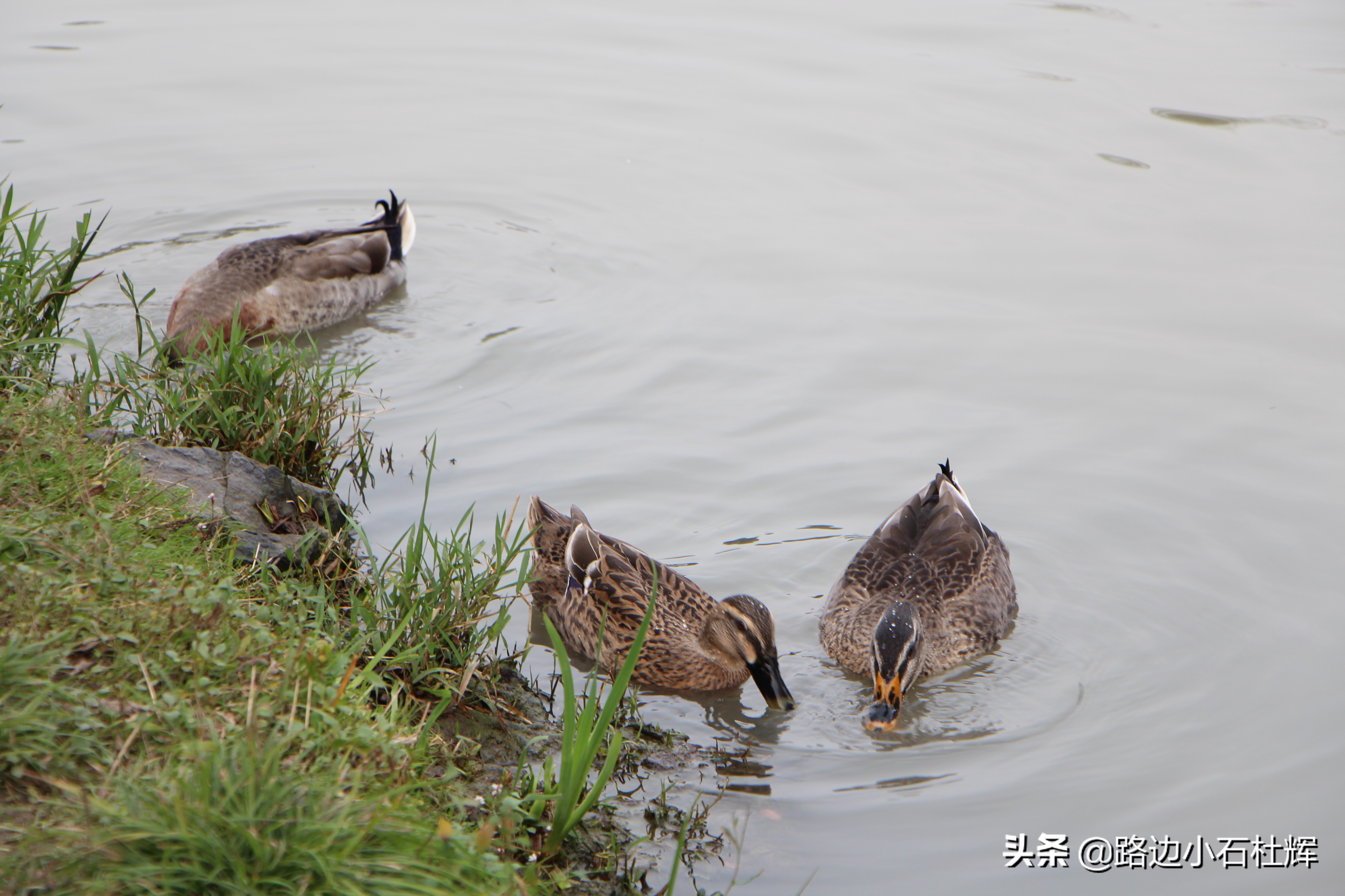 扬州瘦西湖之行,扬州瘦西湖游一圈