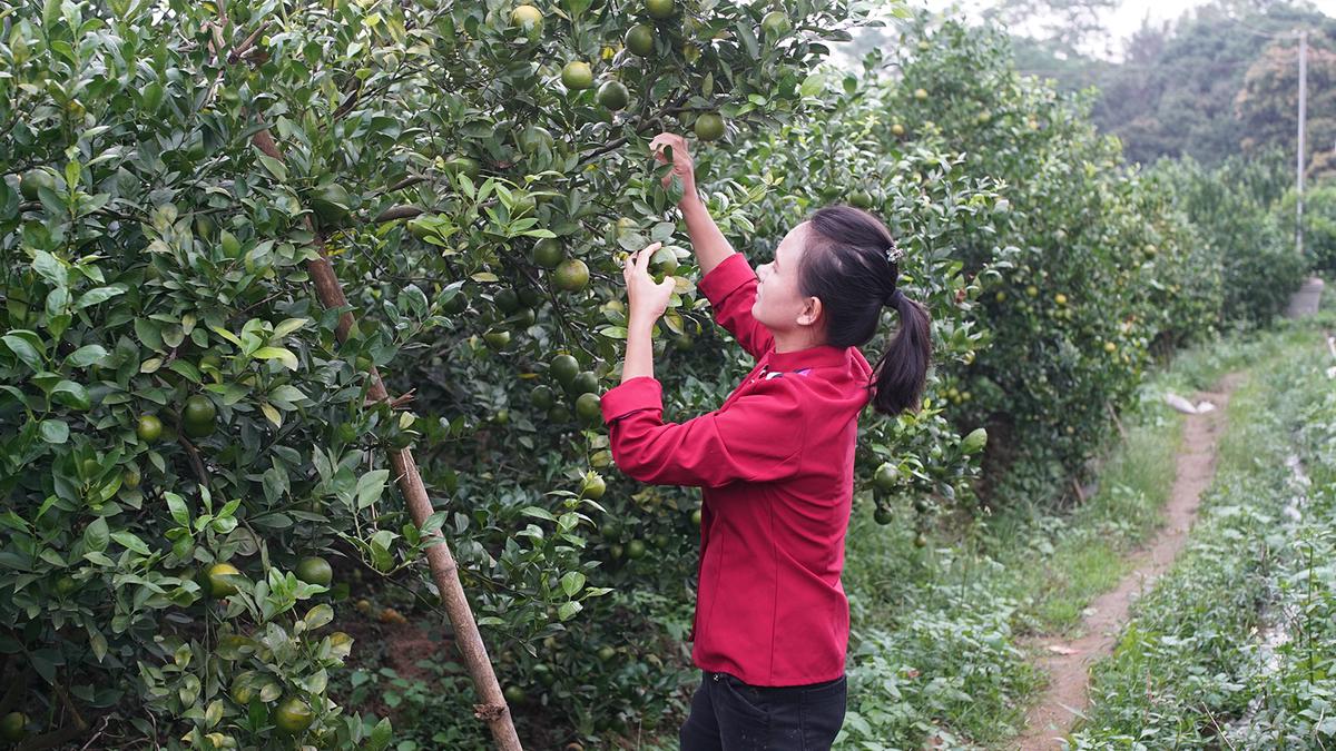 巧妇9妹卖了多少农产品,巧妇9妹全国三农网红