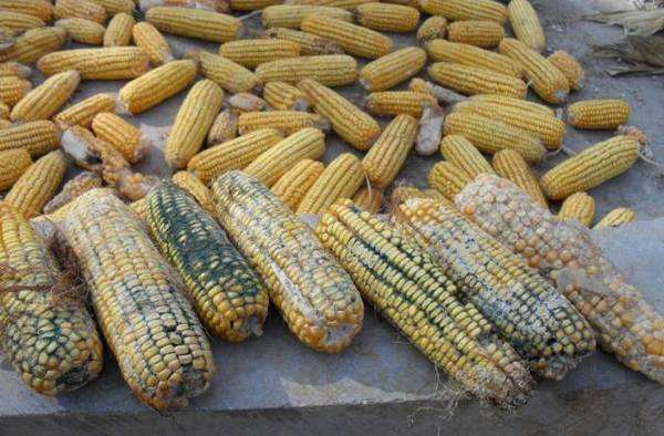 霉菌毒素对牛羊有什么危害,霉菌毒素对养殖的危害