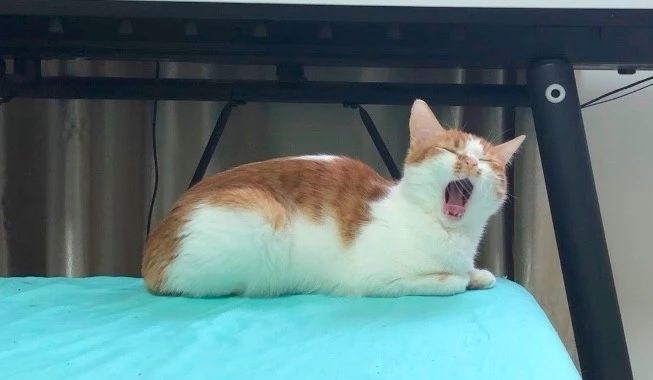 你的猫是否也有一个糟糕的口腔环境？谈谈猫口腔疾病那些事儿