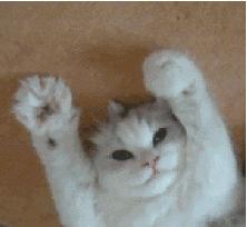 喵星人统治地球插画,喵星人统治地球第一步