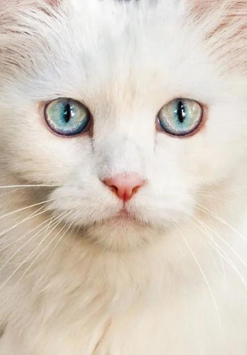 猫咪眼中的漂亮猫咪是什么样的,猫咪猫眼照片