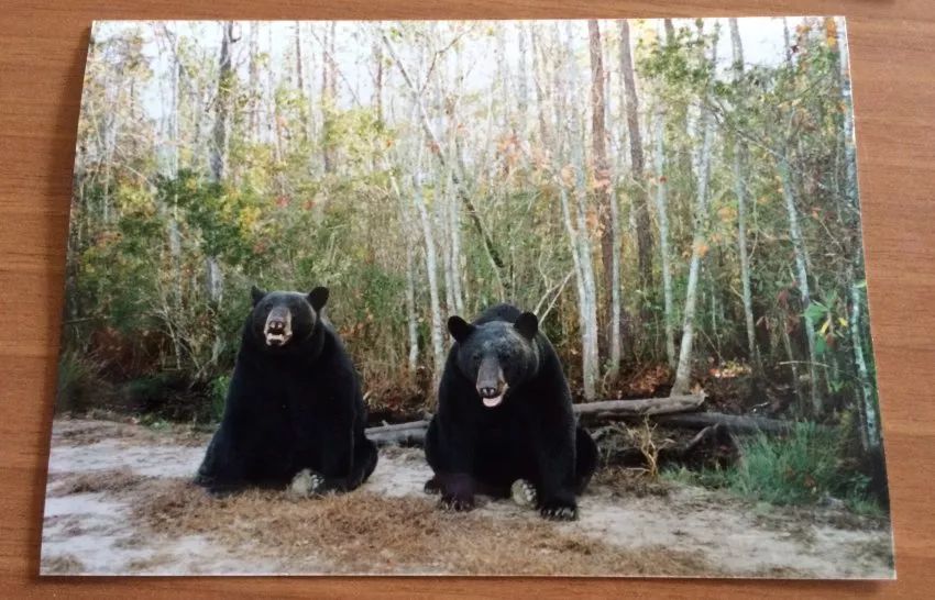 与熊同居28年神秘死亡，美国女人传奇的一生，隐藏着惊人结局