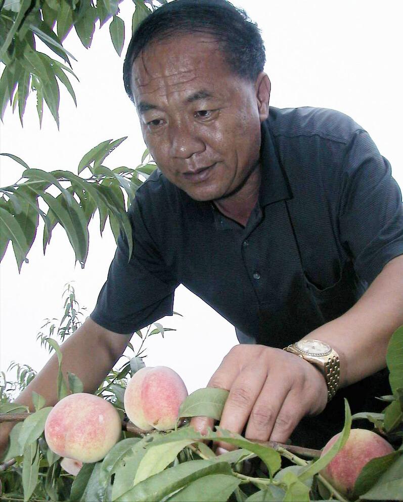 农村大叔种植桃子,农村大叔新发明的种植技术