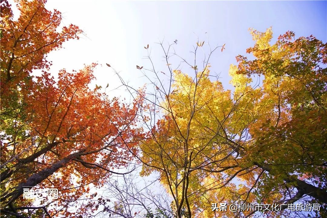 融安风景最好看的地方,融安十大游玩景点