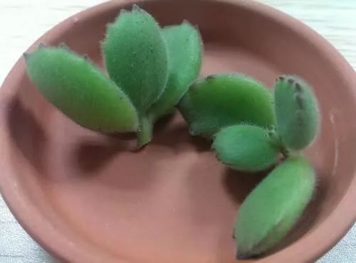 多肉植物种植小课堂,多肉小课堂长寿花