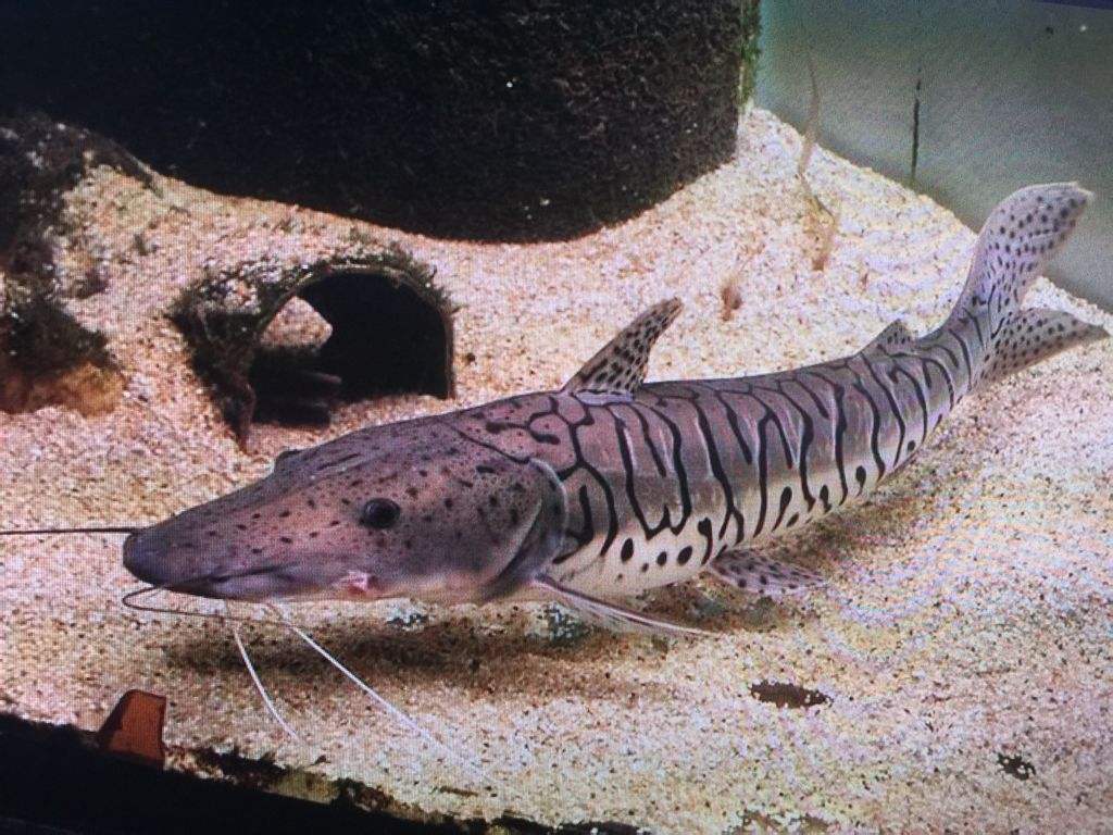 清远老乡北江河里捕获“虎皮怪鱼”，曾有多人遇见，能吃吗？