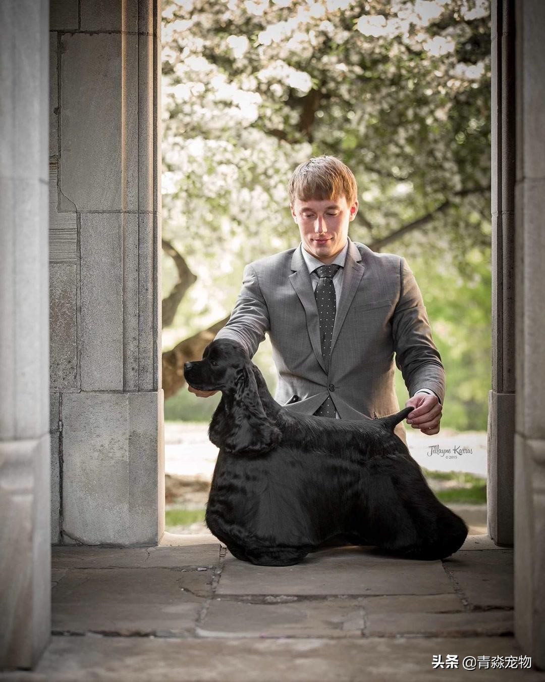 狗狗被烫伤了该怎么办,狗狗烫伤皮肤溃烂怎么办