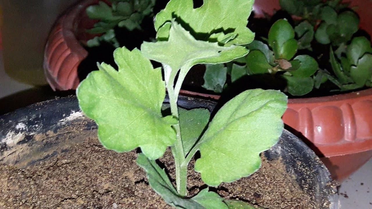 花期过后的盆栽菊花怎么养护,年后盆栽菊花开败还可以复花吗