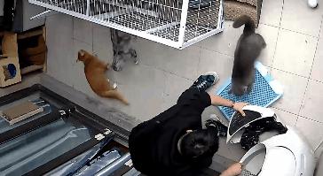 自动猫砂盆把猫卡死,自动猫砂盆把猫夹死了