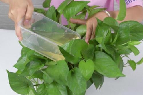 小苏打在生活中有哪些用处,日常生活中如何使用小苏打