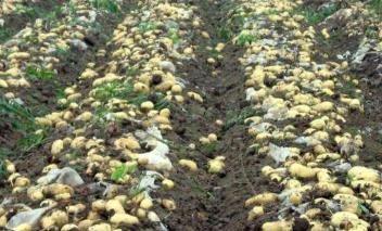 马铃薯种植条件及技术要点有哪些,马铃薯高产高效生产栽培技术论文