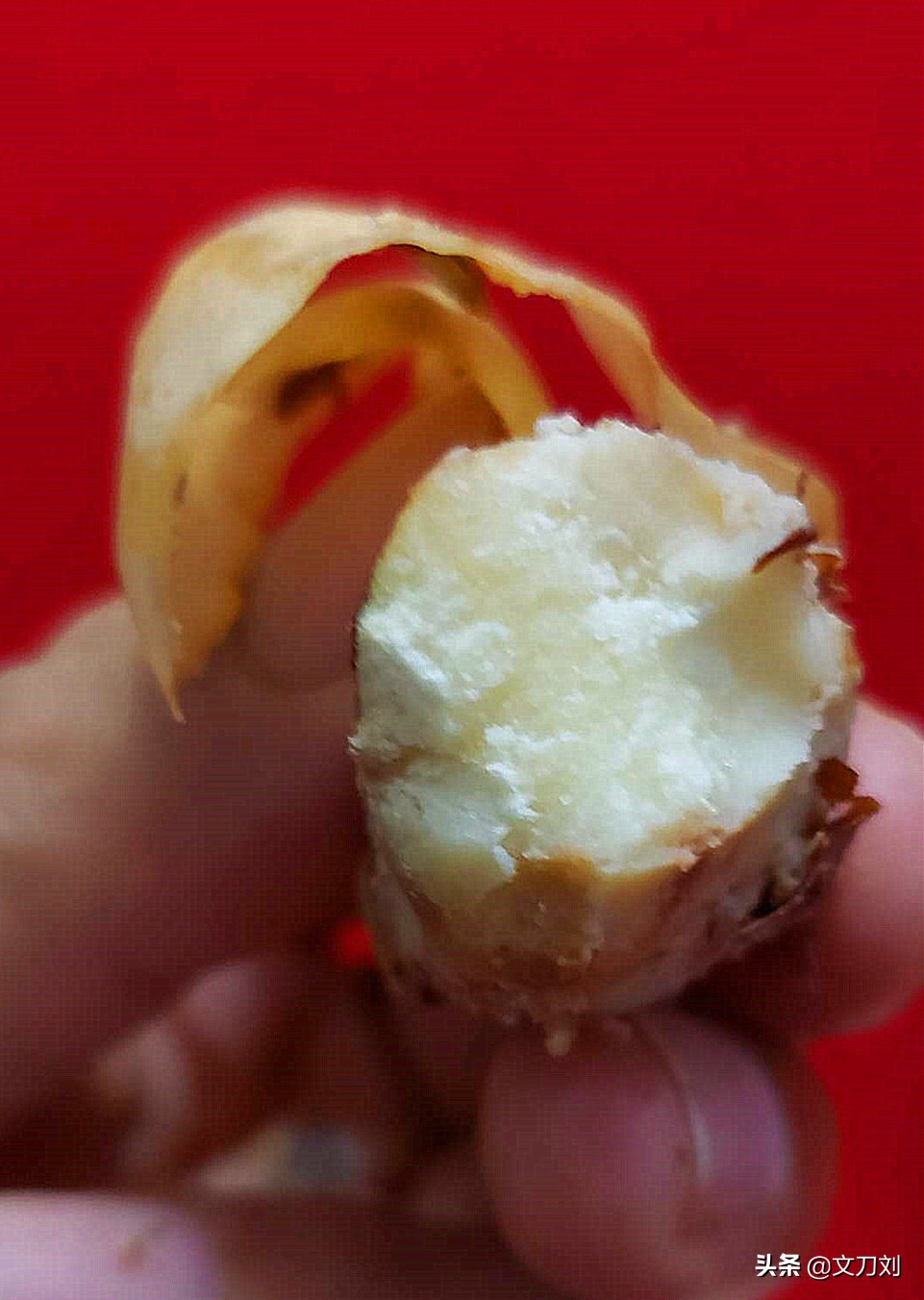 广州一学生家长送老师一菠萝蜜特别吩咐把核也吃了