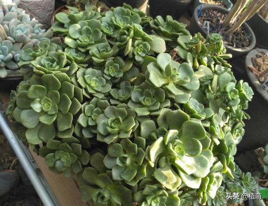 百合莉莉多久可以砍头繁殖,百合莉莉叶片发红