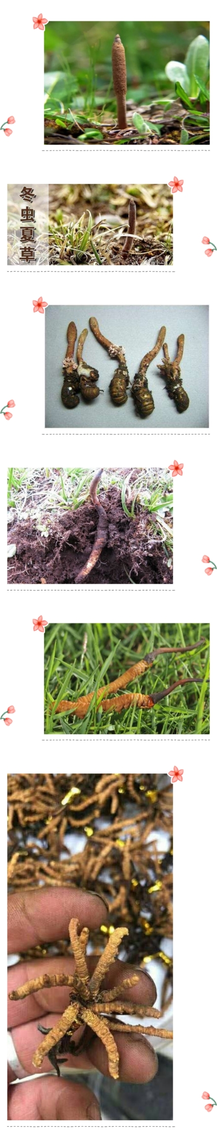 冬虫夏草滋补珍品,雪域之宝冬虫夏草