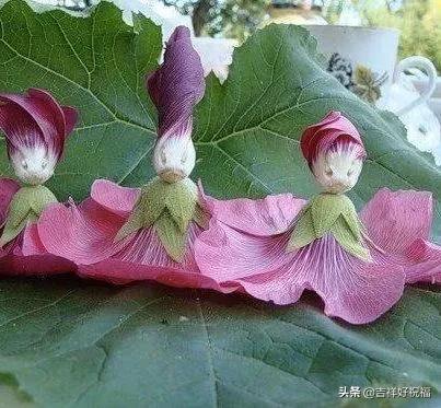 送给群友的美图,最新群相册大全