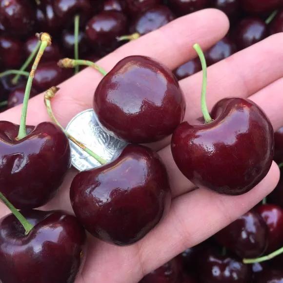 想吃水果的朋友看过来,爱吃水果的宝宝看过来