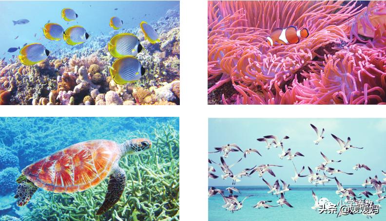 三年级第18课富饶的西沙群岛预习,3年级语文第18课富饶的西沙群岛