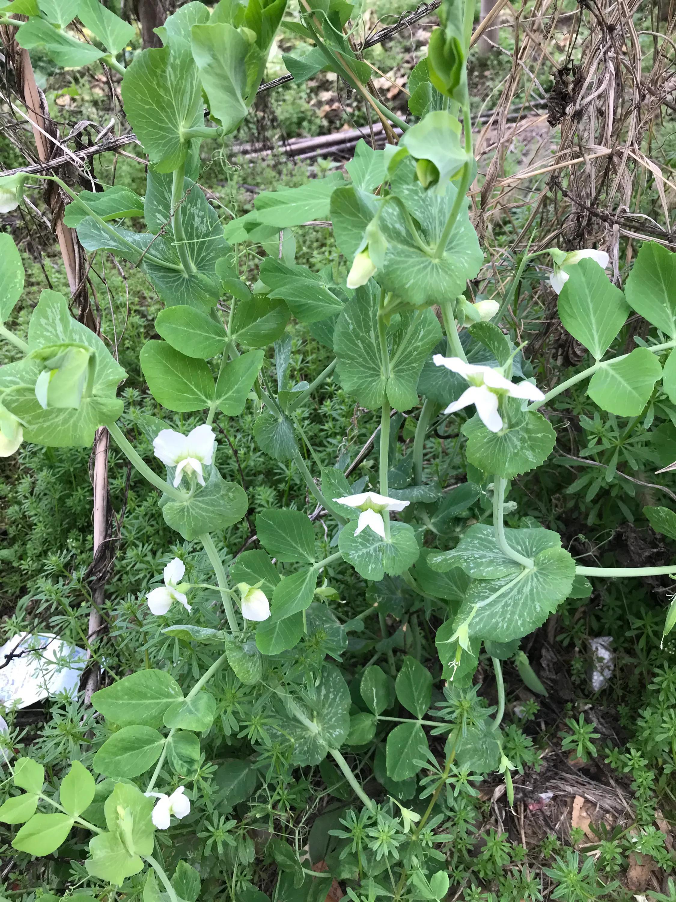 苏州吴江震泽八都,吴江区震泽八都贯桥社区