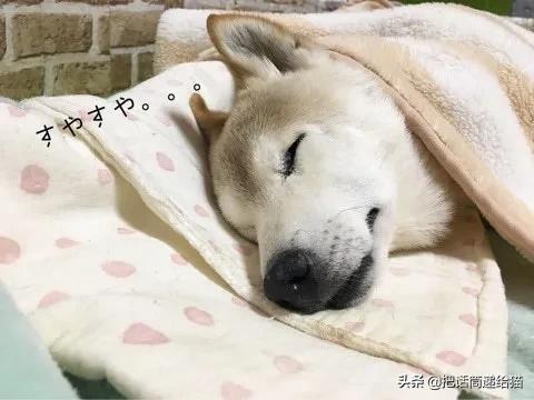 当小猫咪遇上大型犬,当小猫咪遇到大狗狗真是太温馨了