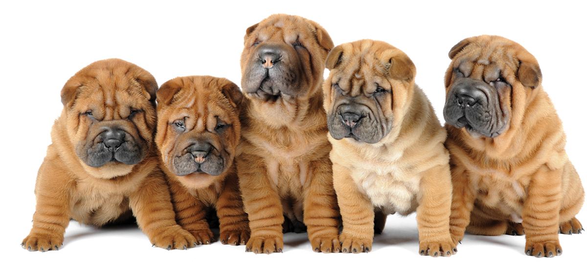 宠物狗品种大全热门宠物排行,常见的小型宠物狗品种及图片大全