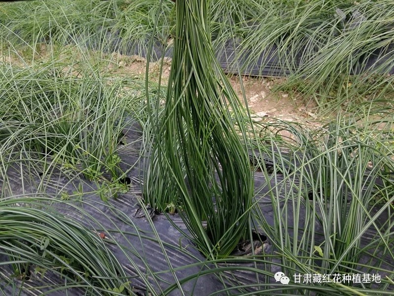 2031年藏红花种球价格,2021藏红花种球价格