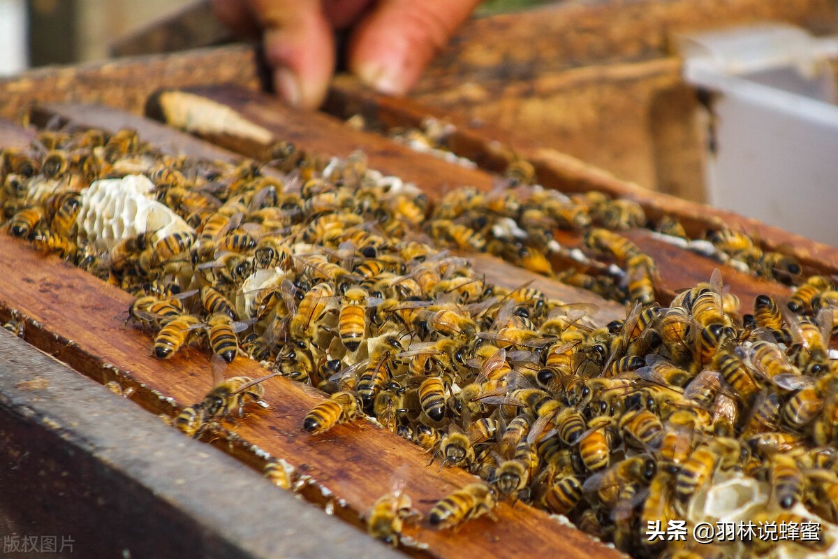 诱捕野蜜蜂的正确方法,怎么样诱捕野生蜜蜂