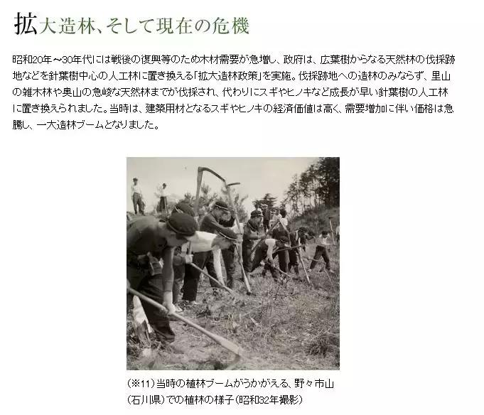 日本花粉症吃什么药,日本人为什么容易得花粉症