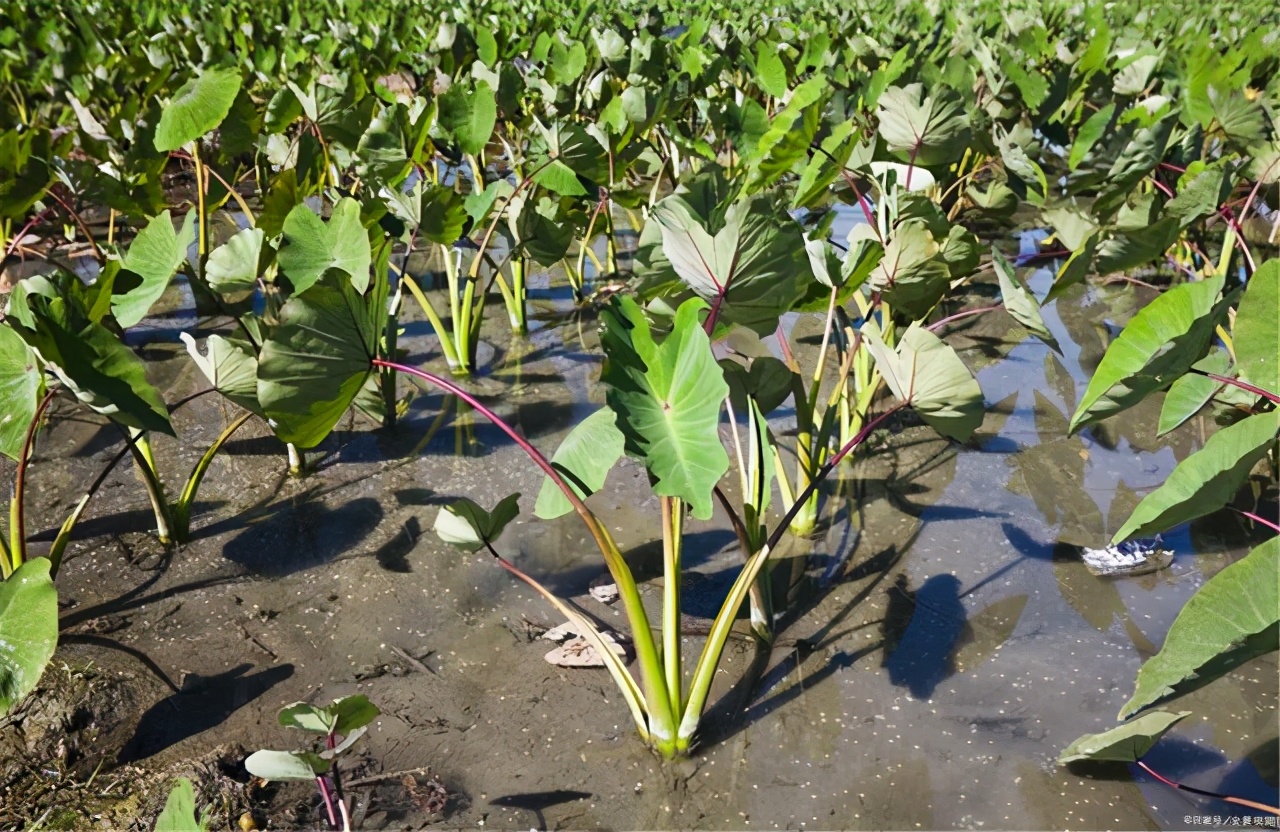 南方芋头高产种植技术与管理方法,荔浦芋头的种植方法和技术视频