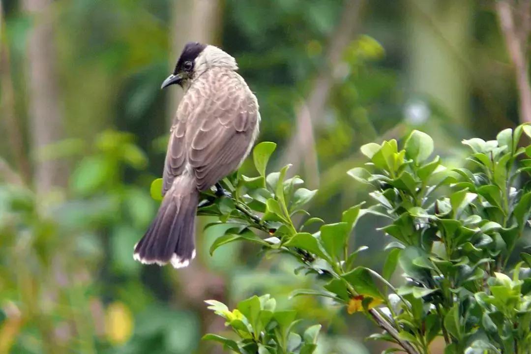 深圳莲花山看深圳风景,深圳莲花山有什么特别的地方