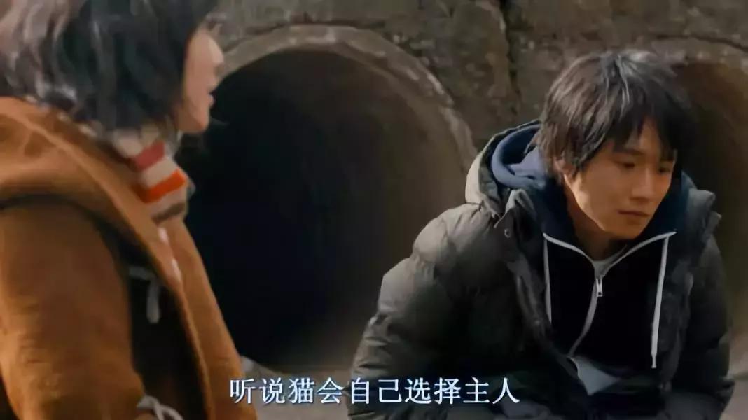 为什么说养猫对孩子有益,为什么有的人养猫养鸟容易养的好