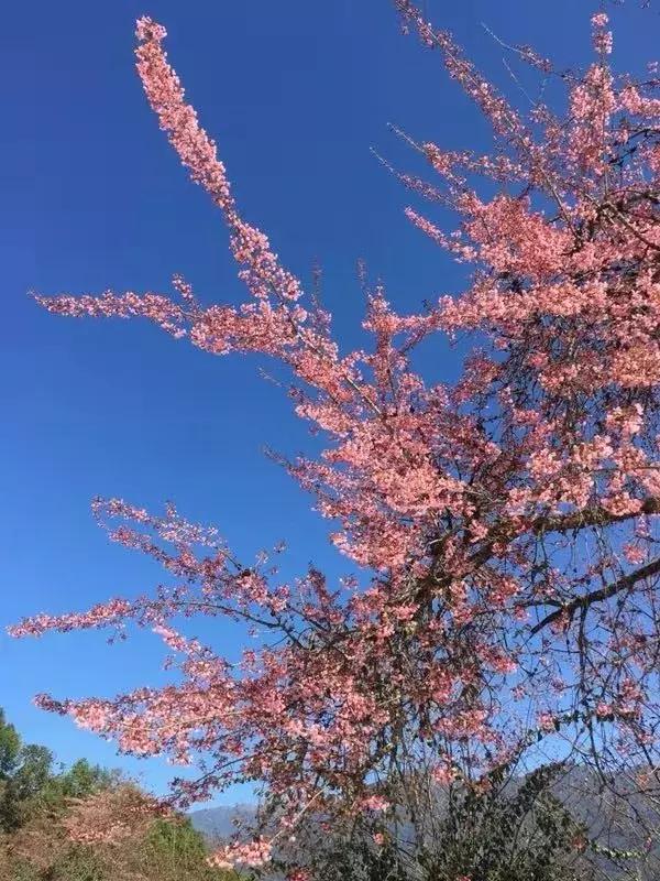 腾冲樱花谷景区,腾冲樱花谷