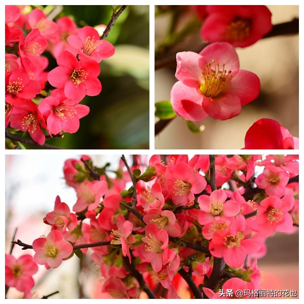 过年买点花,过年了买点什么花草