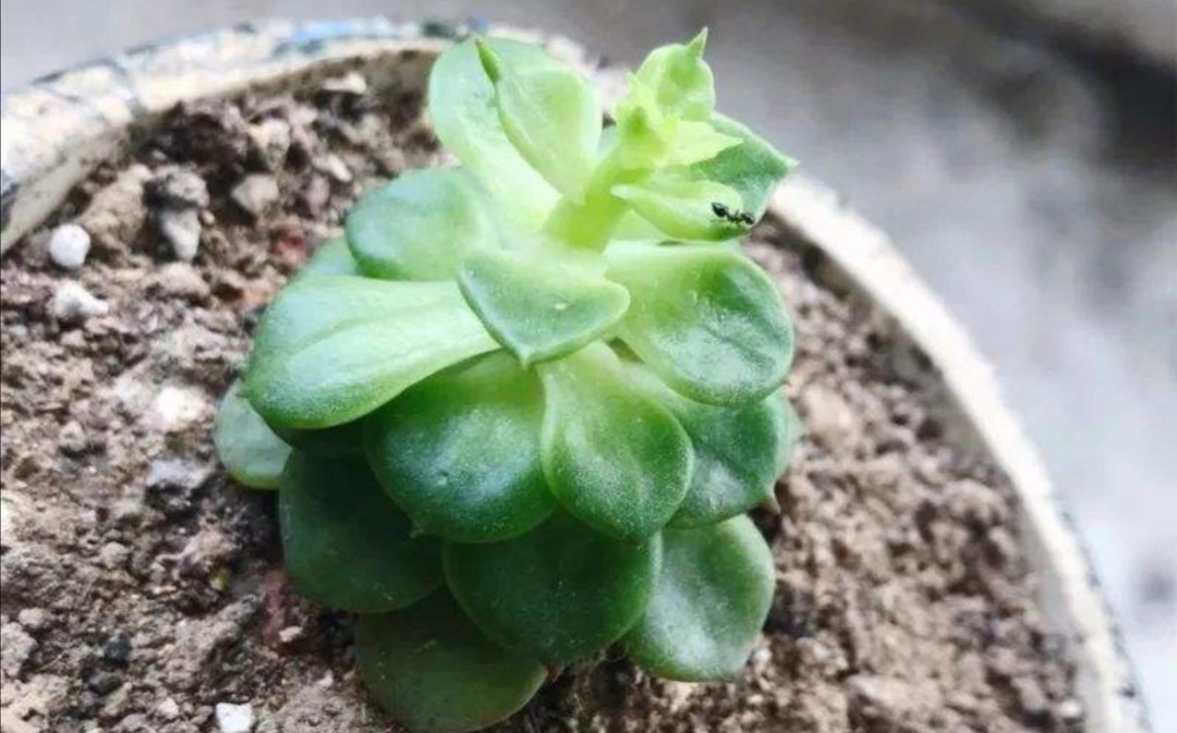 花盆里有蚂蚁用驱蚊花露水驱蚂蚁,花盆里蚂蚁怎么消灭最彻底