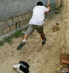 小孩遇到恶犬怎么办,遇到恶狗小孩怎么反击