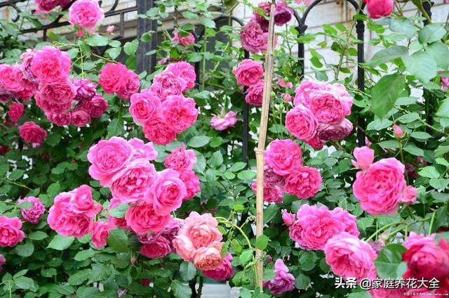 月季叶片斑点,月季叶片发红发黄