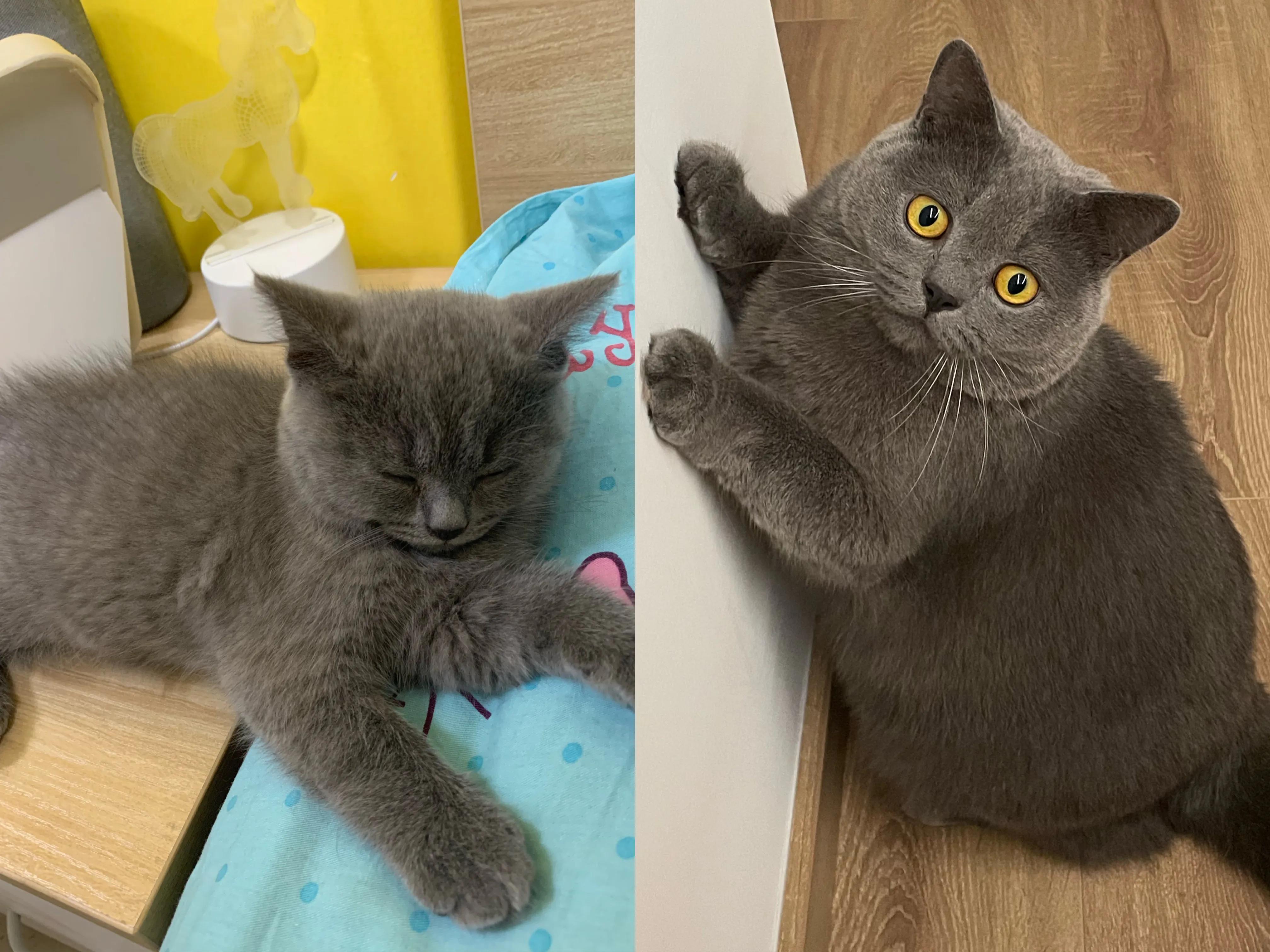 怎样给有点胖的猫咪选猫粮,猫粮怎么喂食容易增胖