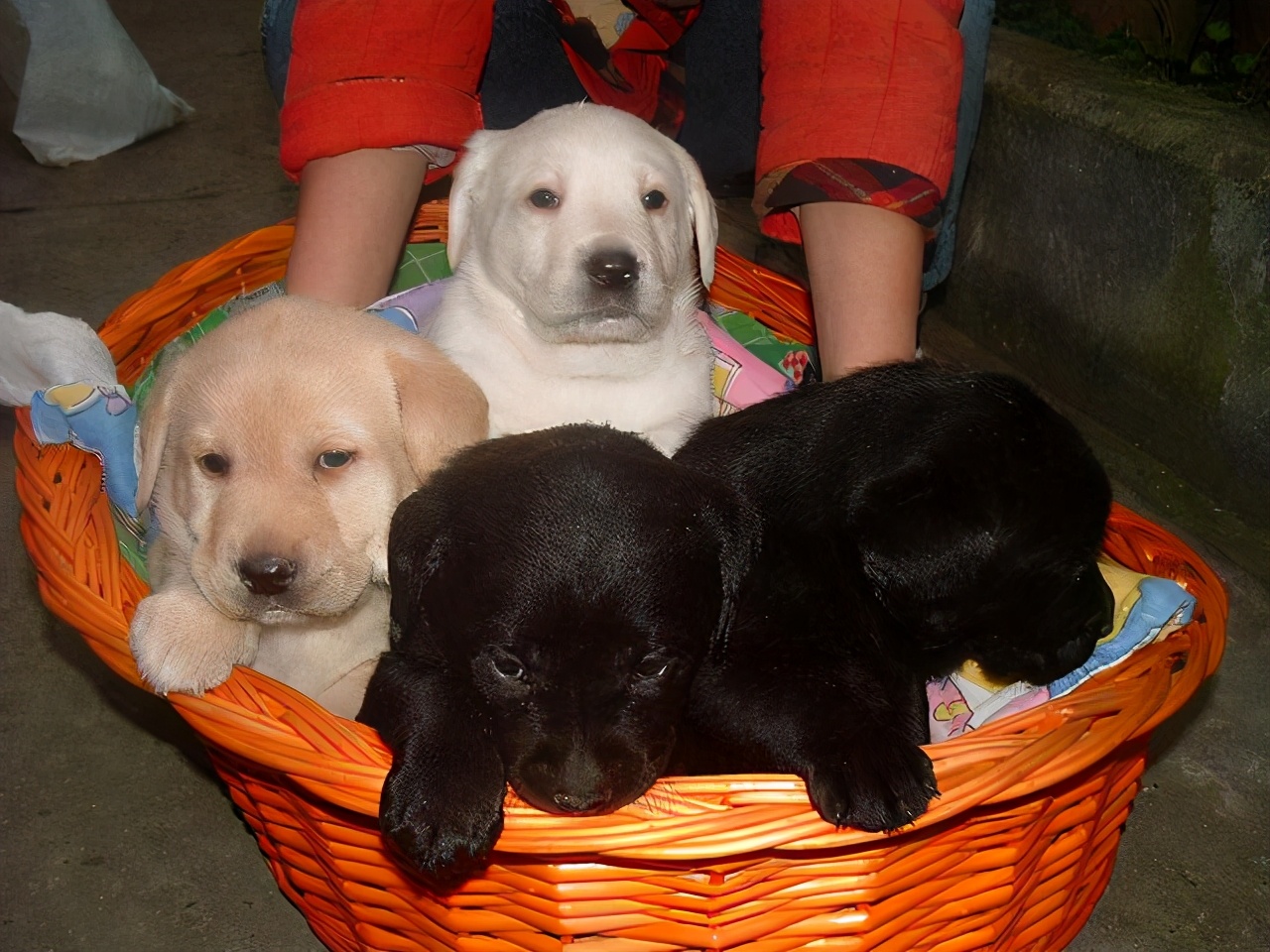 适合家养且不掉毛的狗狗有哪些,狗狗有这些特点其实没有那么长命