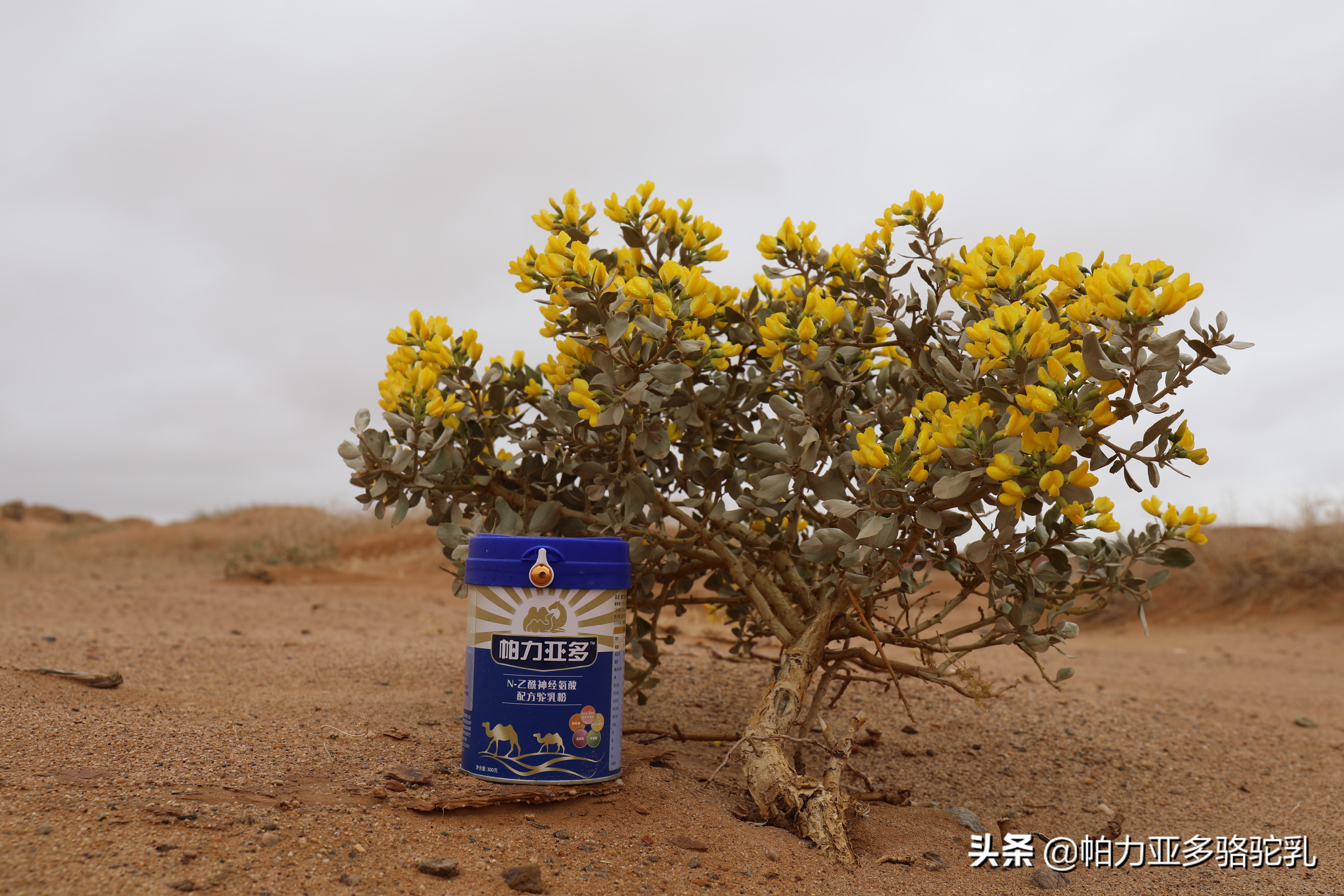 如何选择高品质的骆驼奶粉,骆驼奶粉哪个品牌的好