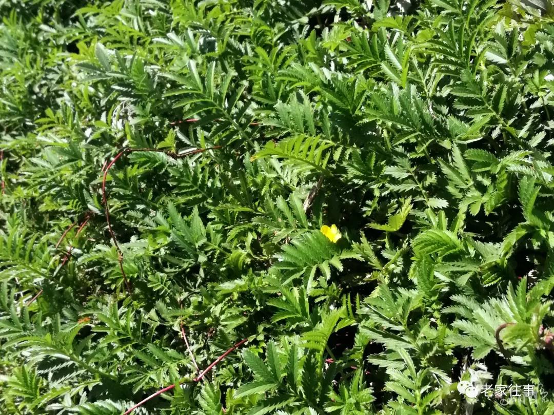 农村生活实拍,农村生活污水处理