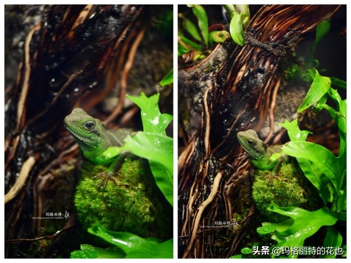 雨林缸可以养的蜥蜴,鱼缸改造封闭式雨林缸养蜥蜴