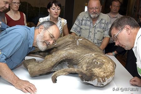 已灭绝四万年的猛犸象，人类祖先曾和猛犸象生死决斗