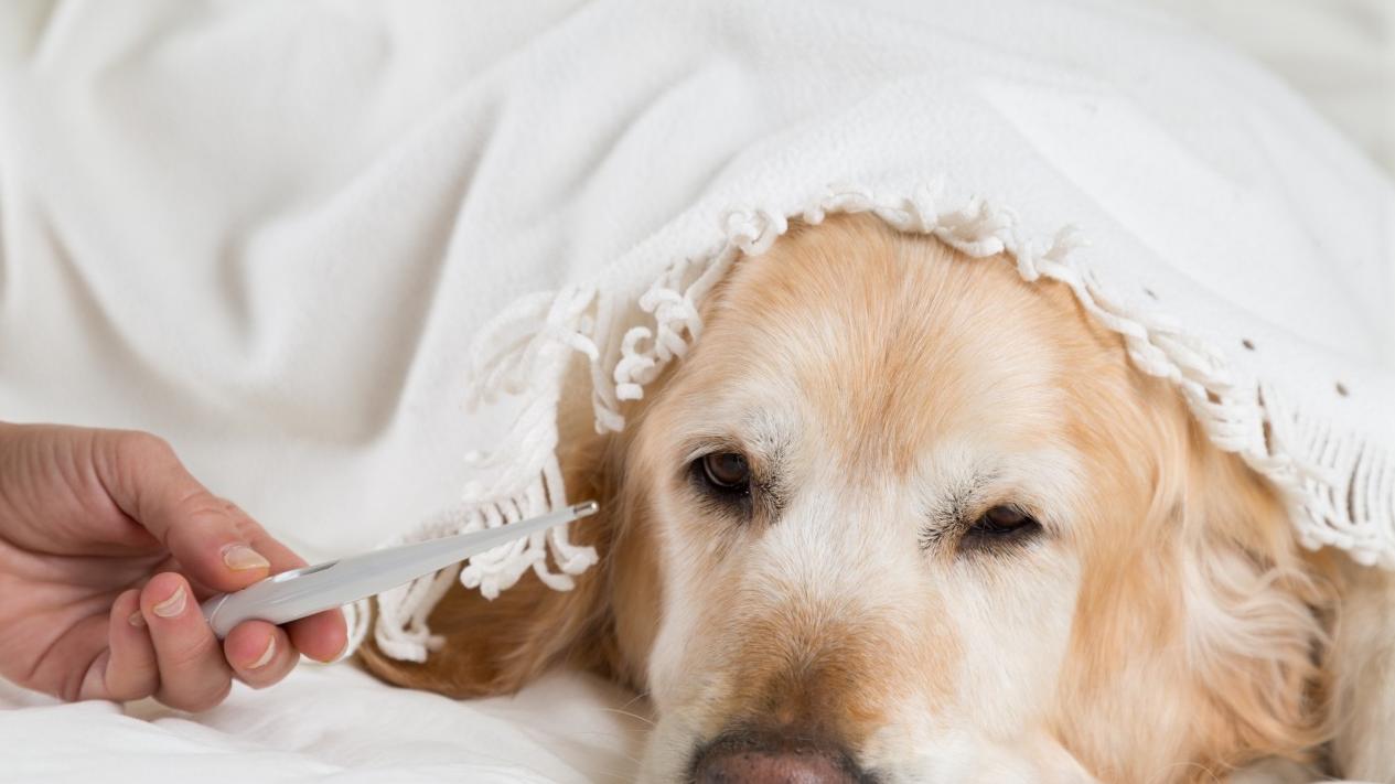 狗狗皮肤癌治疗方案,狗狗得皮肤癌的症状