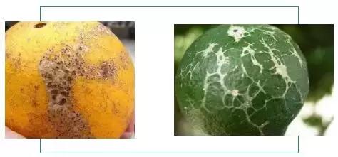 柑橘表皮凹凸不平怎么防治,果皮病害识别图